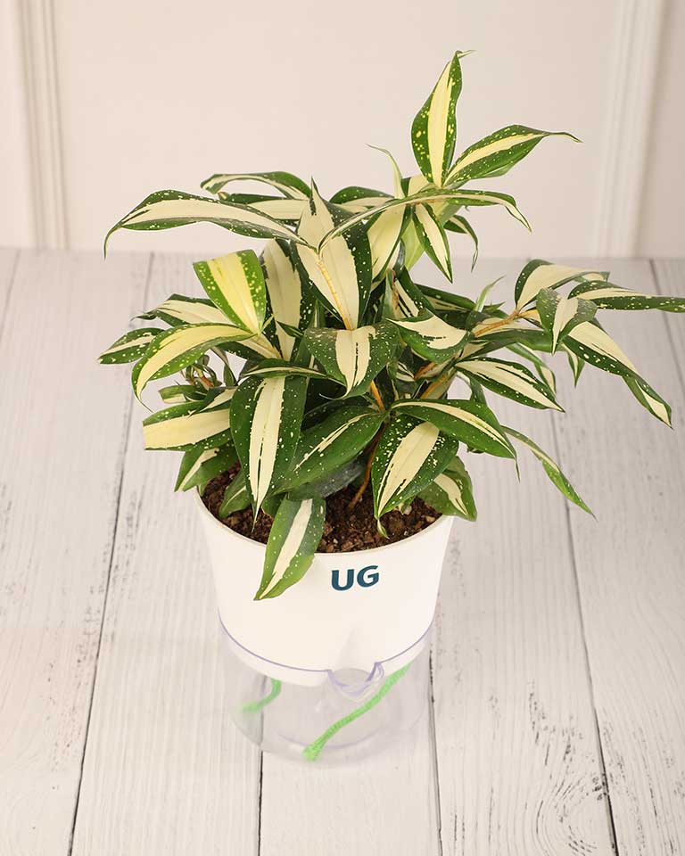 Dracaena surculosa 'Milky Way' in Self-Watering Planter