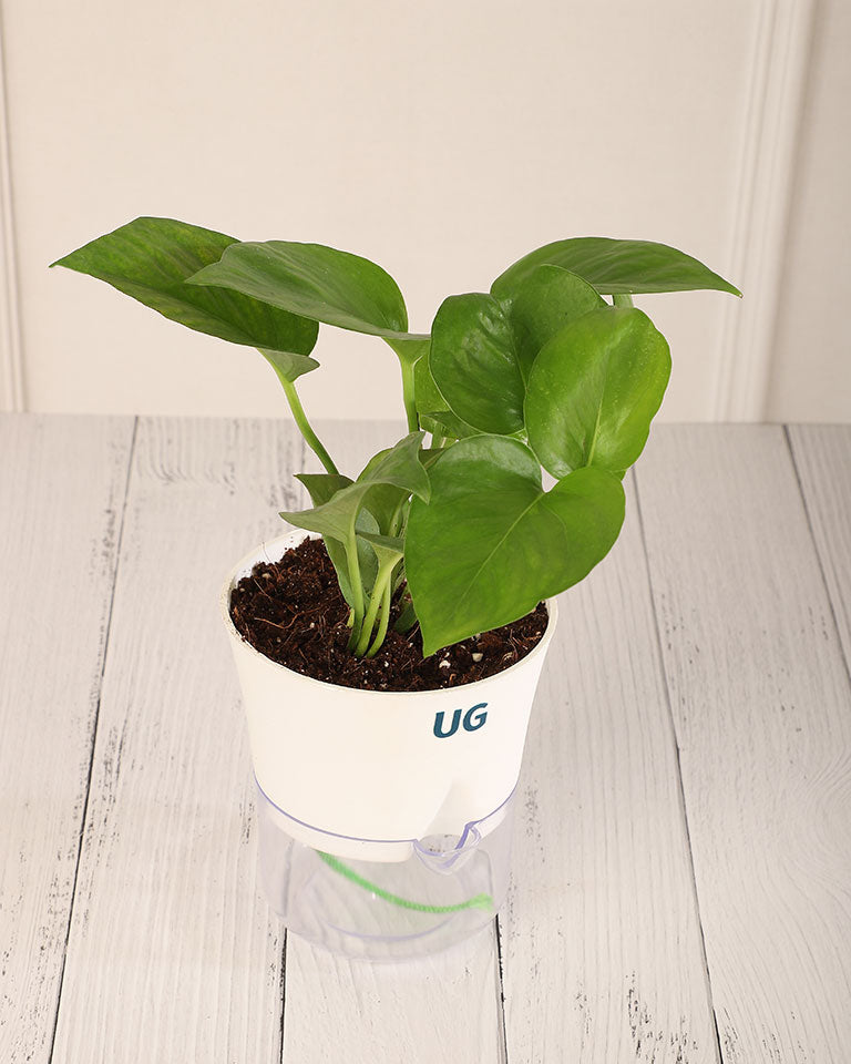 order money plant online Buy Money Plant Green in Self Watering Pot- Unlimited Greens – unlimitedgreens