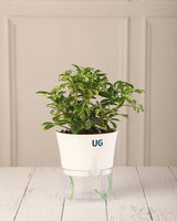Schefflera Variegated