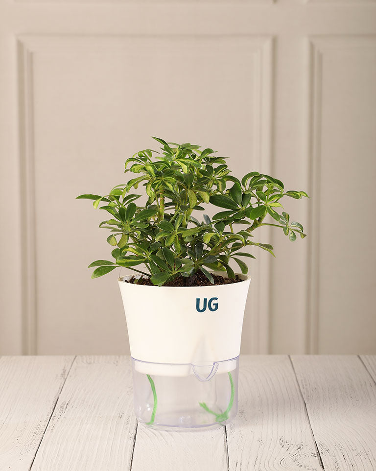 Schefflera Variegated