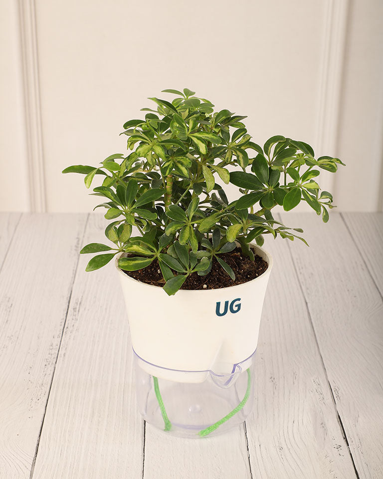 Schefflera Variegated