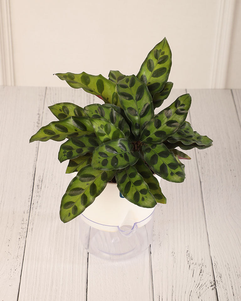 Calathea Rattlesnake in Self Watering Pot