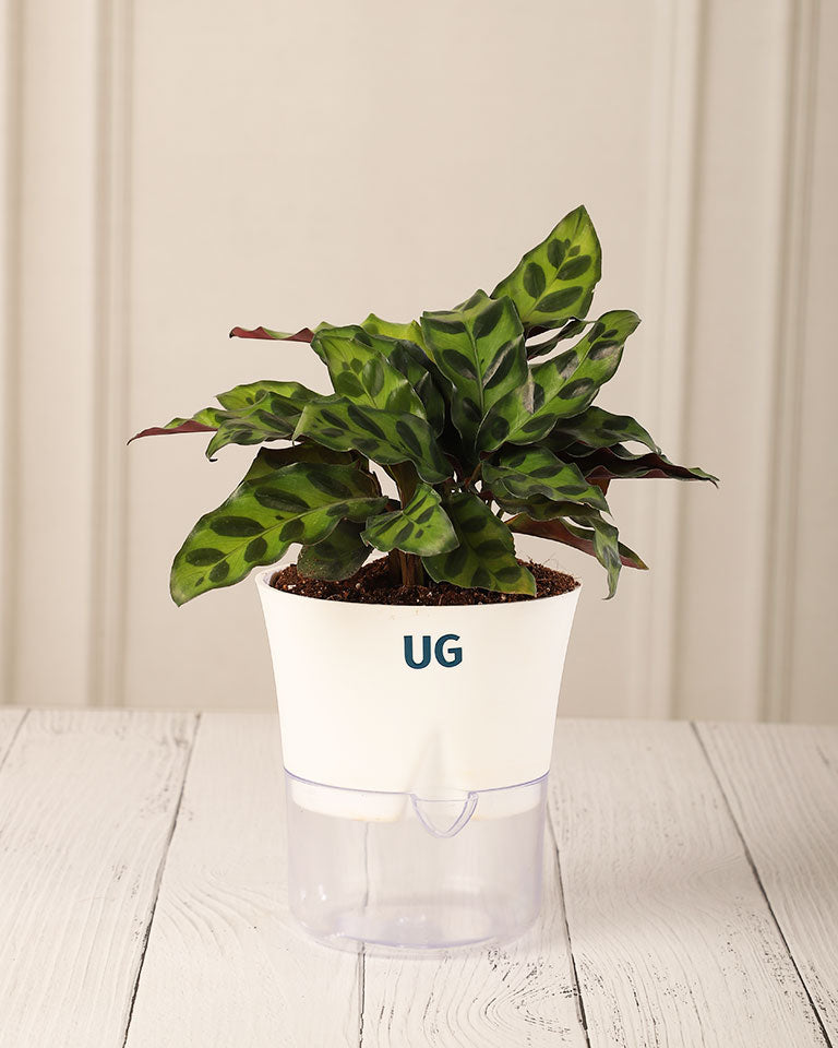 Calathea Rattlesnake Plant