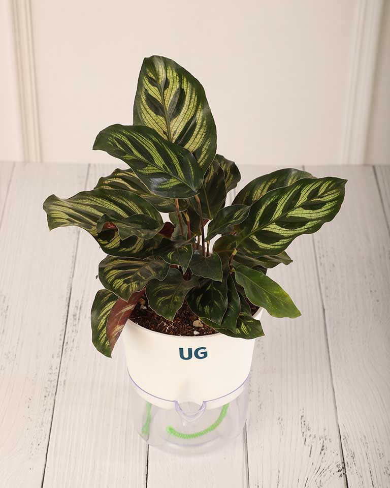 Buy Indoor plant online