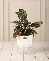 online plant nursery
