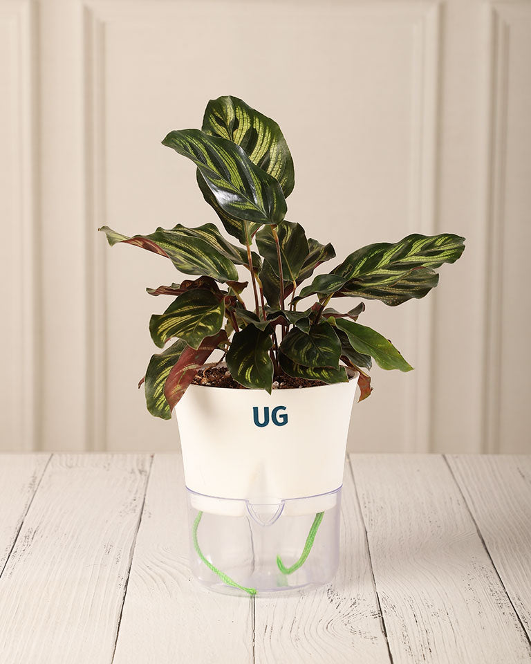 online plant nursery