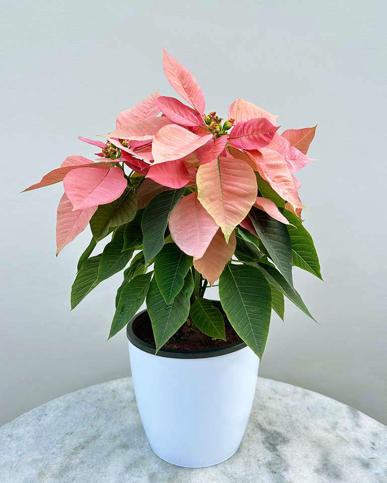 Poinsettia Super Grade