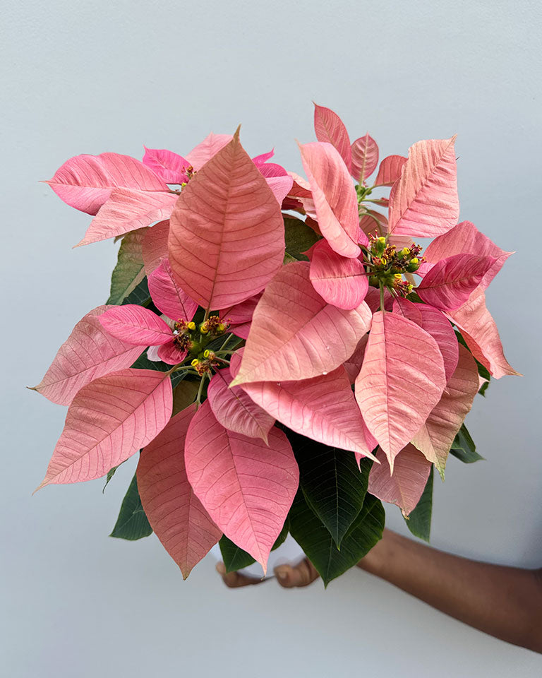 Poinsettia Super Grade