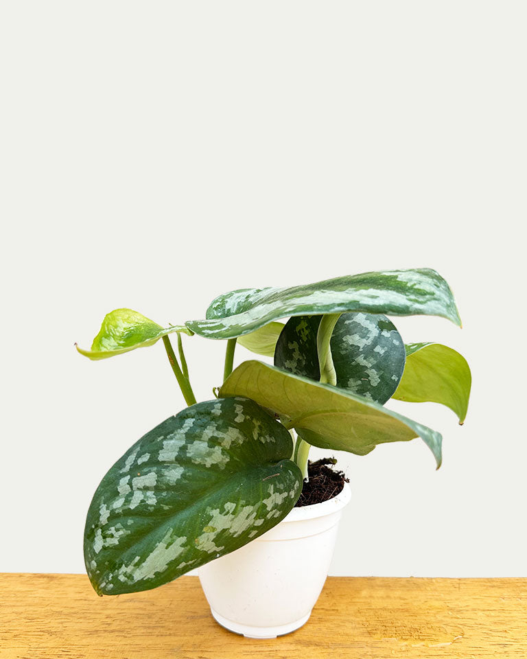 Satin Pothos Argyraeus