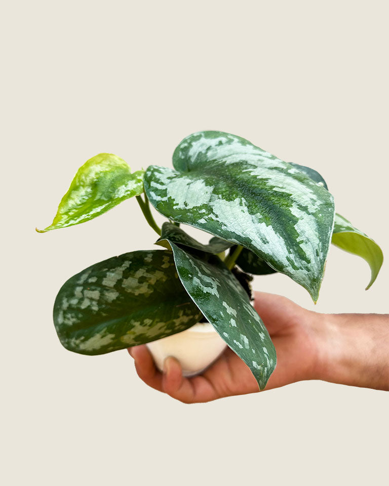 Satin Pothos Argyraeus