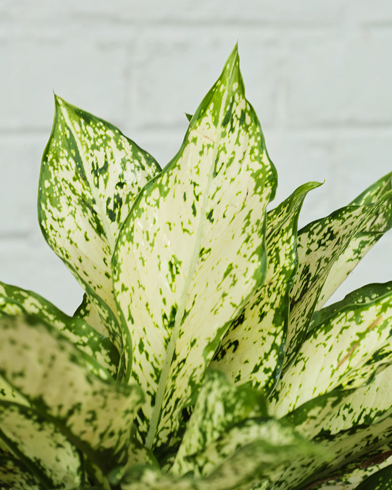 Online Plant Aglaonema snow white in India
