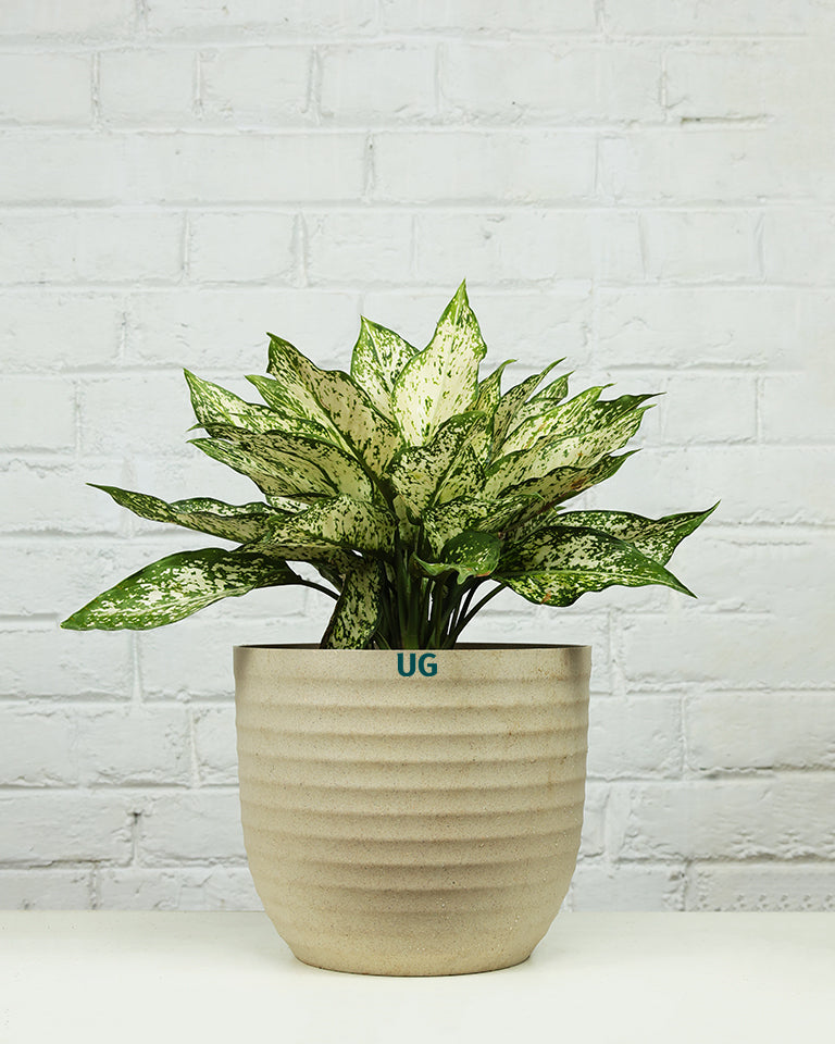 Aglaonema Snow White In Self Watering Pot