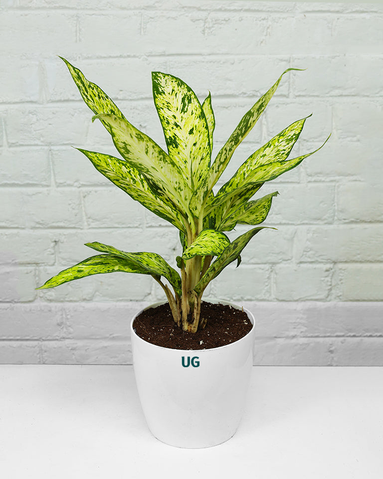 Dieffenbachia Sparkles Plant