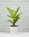 Dieffenbachia Sparkles Plant