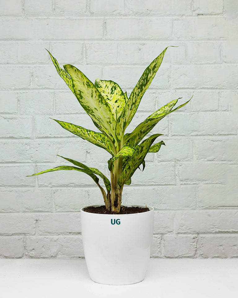 Dieffenbachia Sparkles Plant