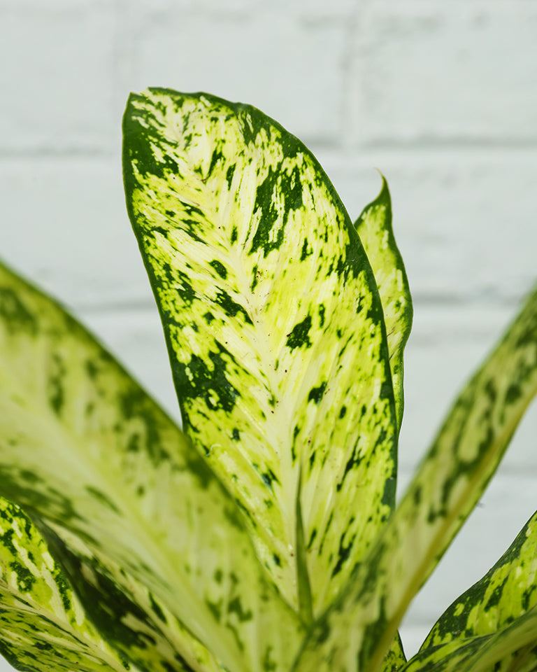 Dieffenbachia Sparkles Plant