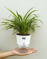 Online plant nursery