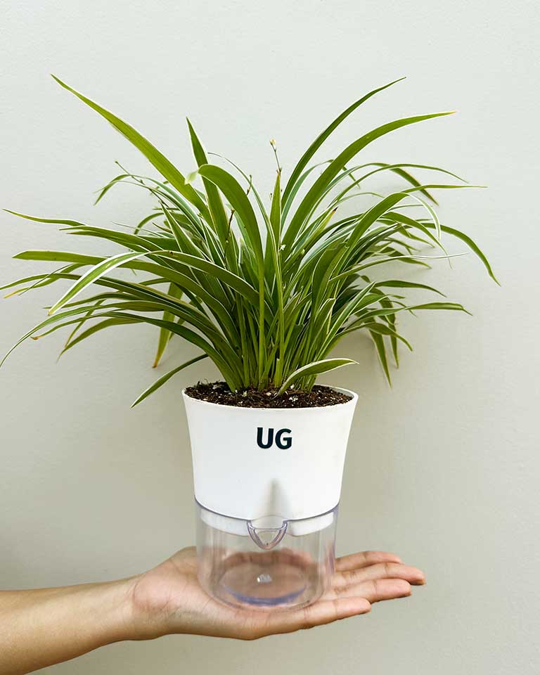 Online plant nursery