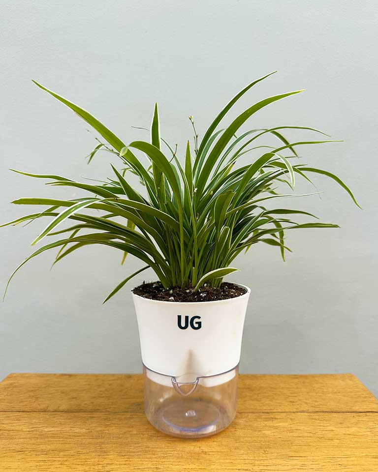 Chlorophytum Dwarf (Spider Plant) in Self Watering Planter