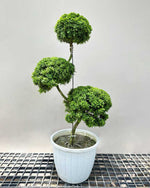 Murraya Topiary Tree