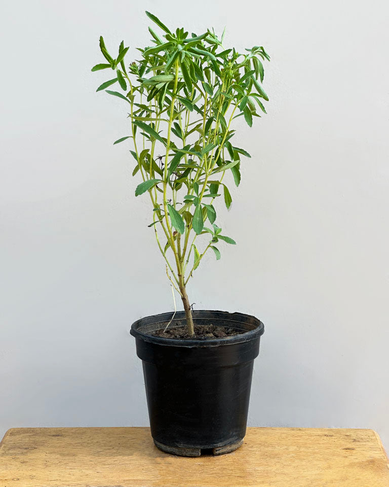 Buy stevia plant Online- Unlimited Greens