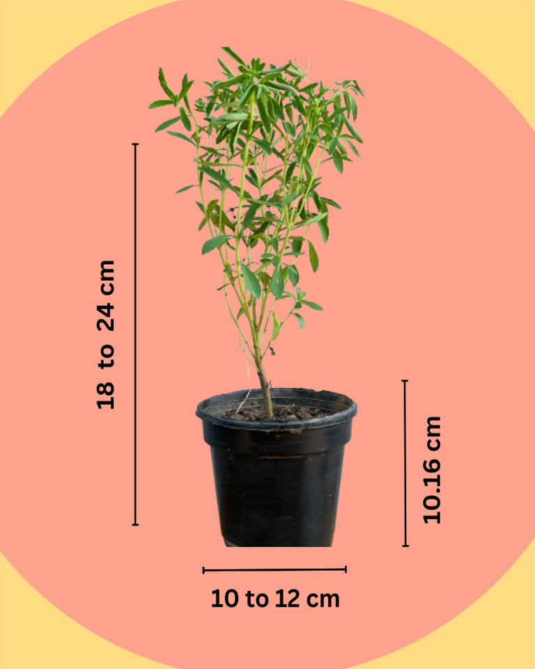 Stevia plant near me, online plant in Delhi