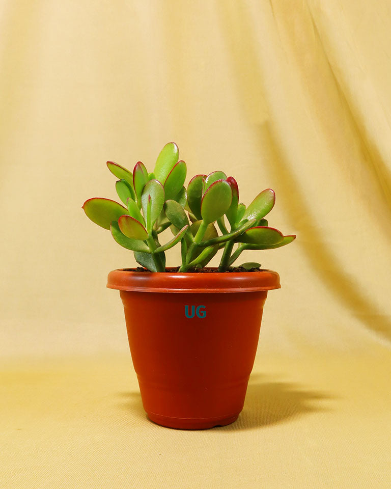 Crassula plant online