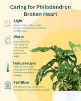 Philodendron Broken Heart Plant in Brown Eco Planter with Mother’s Day Greeting Card – Best Indoor Plant Gift for Mom