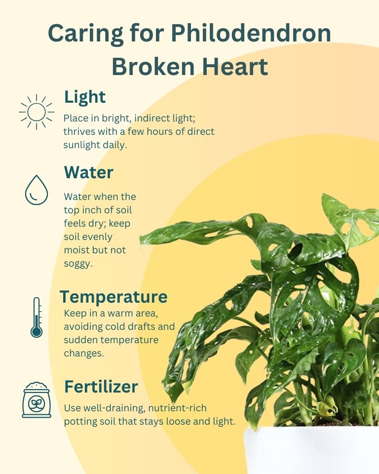 Philodendron Broken Heart Plant in Brown Eco Planter with Mother’s Day Greeting Card – Best Indoor Plant Gift for Mom