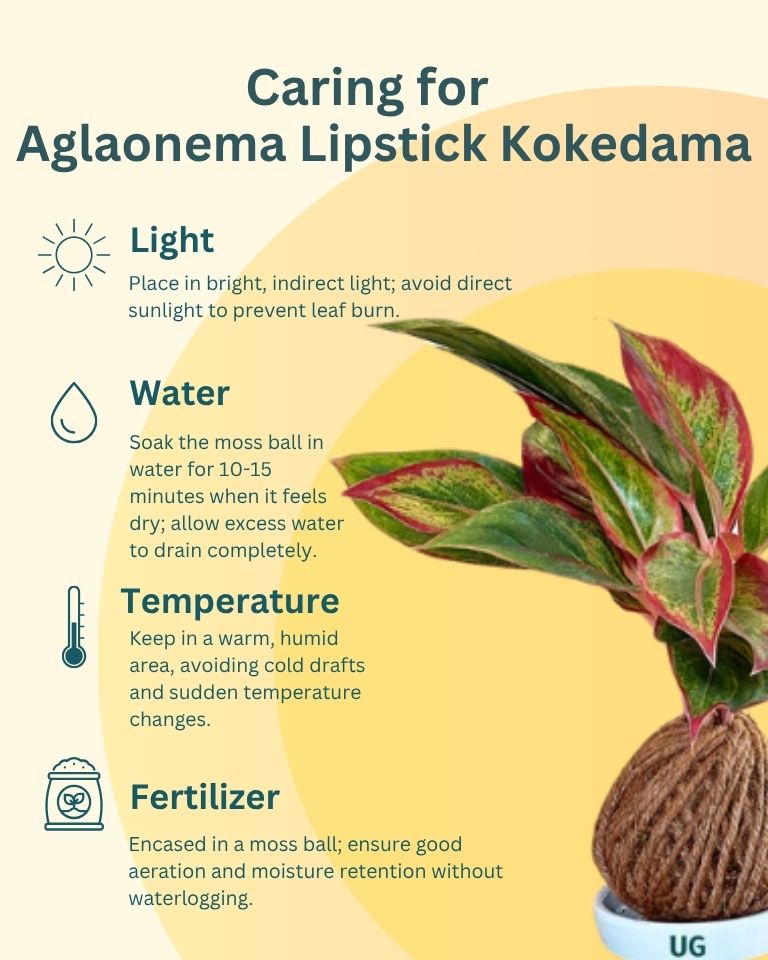 Aglaonema ‘Lipstick’ Kokedama