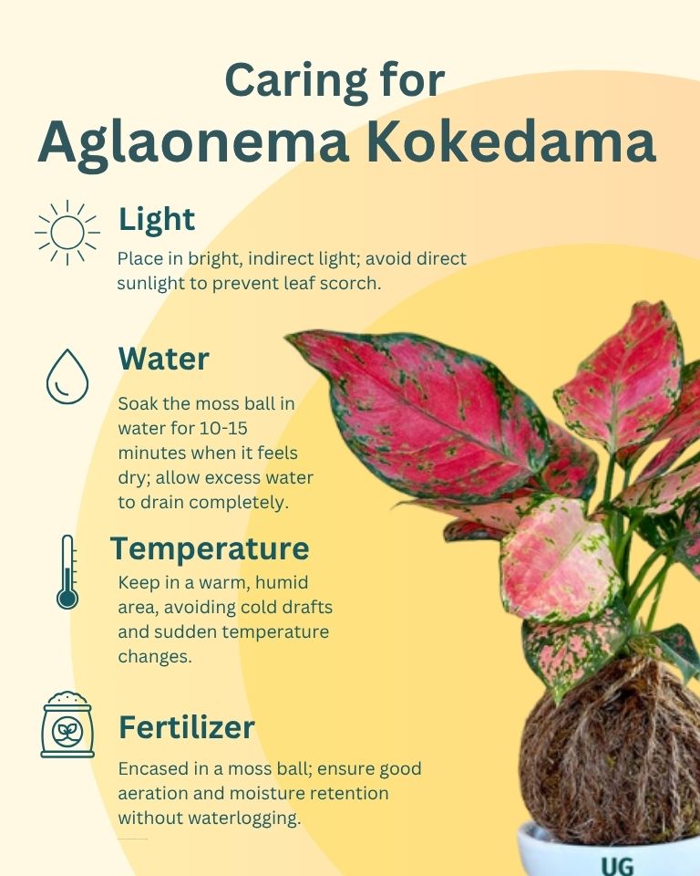 Aglaonema ‘Pink Anyamanee’ Kokedama
