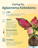Aglaonema ‘Pink Anyamanee’ Kokedama