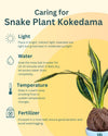 Snake Plant (Sansevieria trifasciata) Kokedama