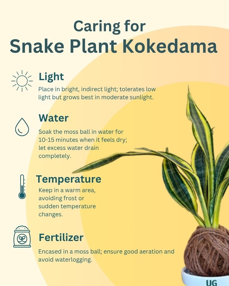 Snake Plant (Sansevieria trifasciata) Kokedama