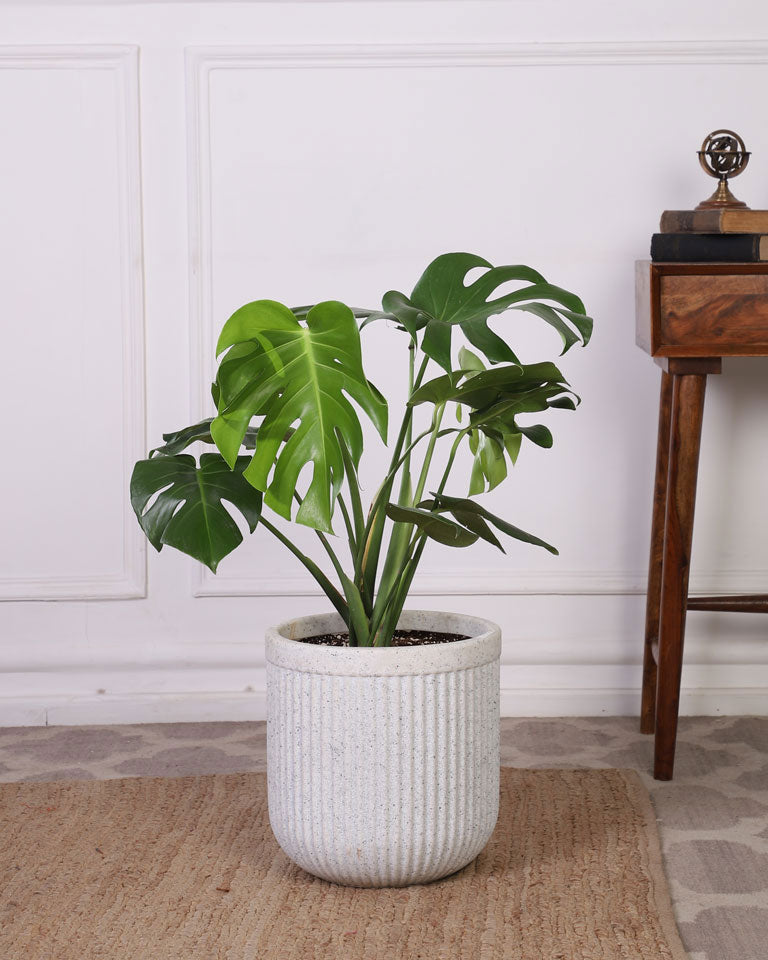 Shop Tokyo planters Online