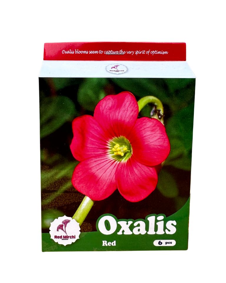 Holland Oxalis Flower Bulbs (Pack of 6 Bulbs)