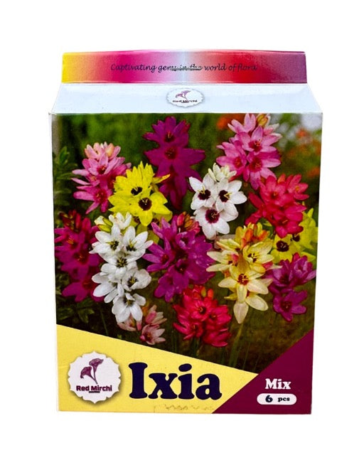 Holland Ixia Flower Bulb (Pack of 6 Bulbs)