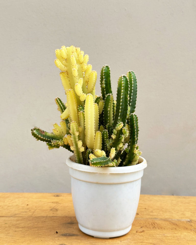 Cereus Variegated Cactus Plants
