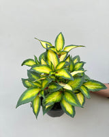 Impatiens Guinea Plant