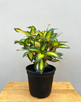 Impatiens Guinea Plant
