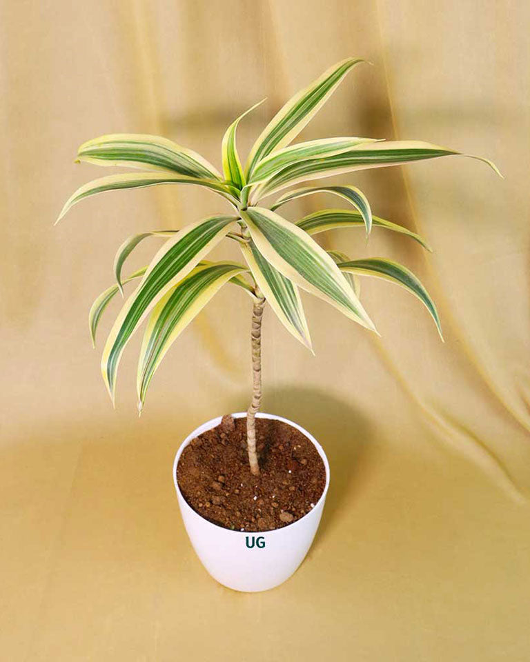 Song of India Plant