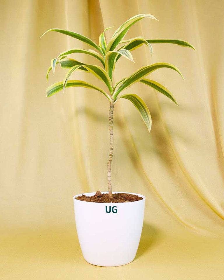 Song of India Plant