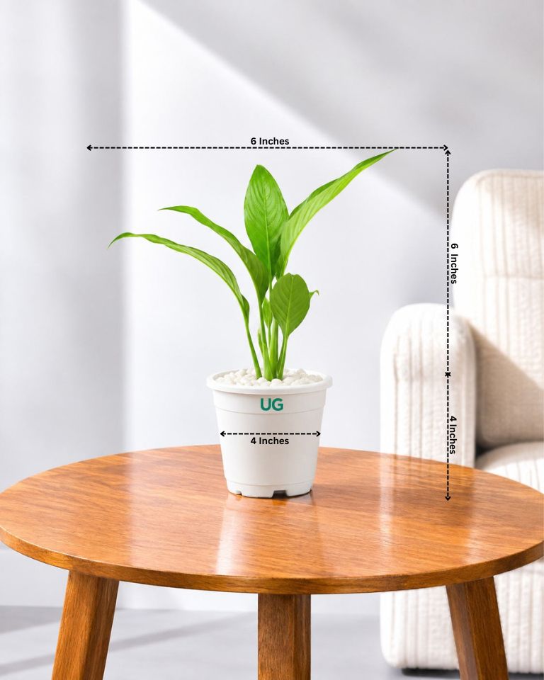 Small Peace Lily