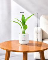 Small Peace Lily