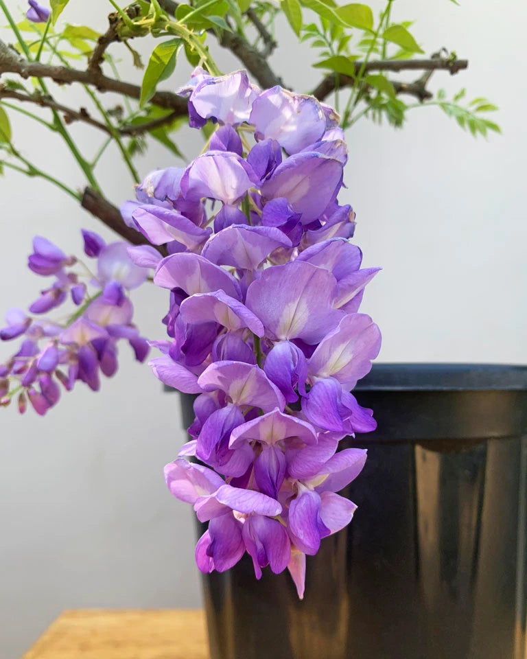 Wisteria flower online India, Unlimited Greens