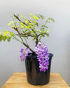 Wisteria Plant online India