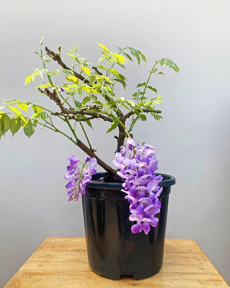 Wisteria Plant online India