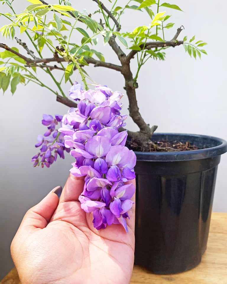 Wisteria plant online delivery, Unlimited Greens