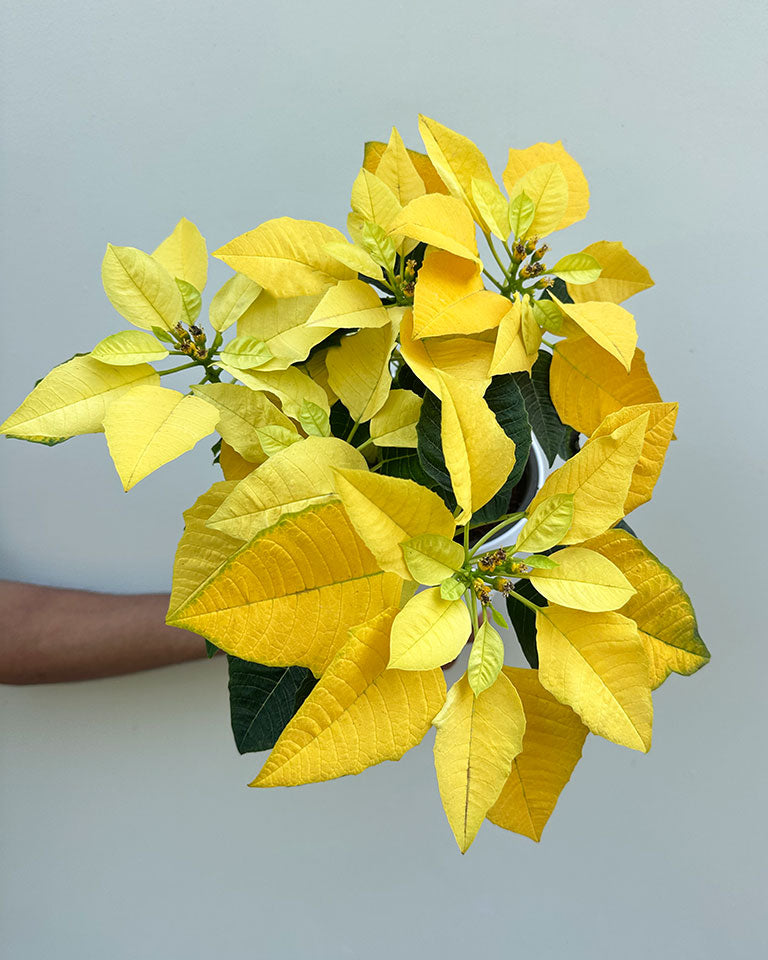 Indoor poinsettia plant