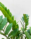 Zz Plant Large